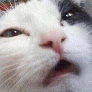 Meet your Posher, Ava